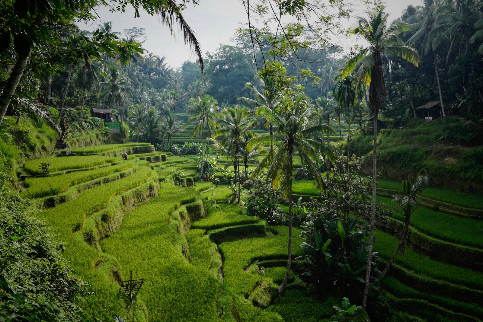 Green rice terraces with palm trees at Tegalalang in Bali